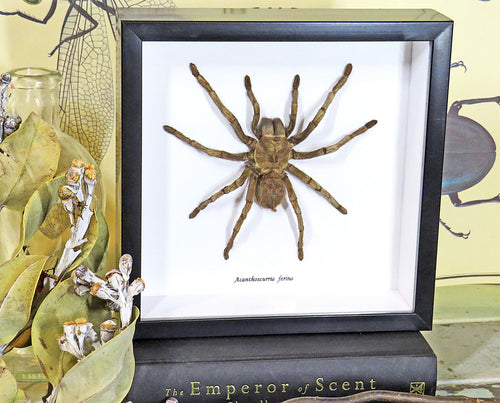 Acanthoscurria ferina # 14 ( special )