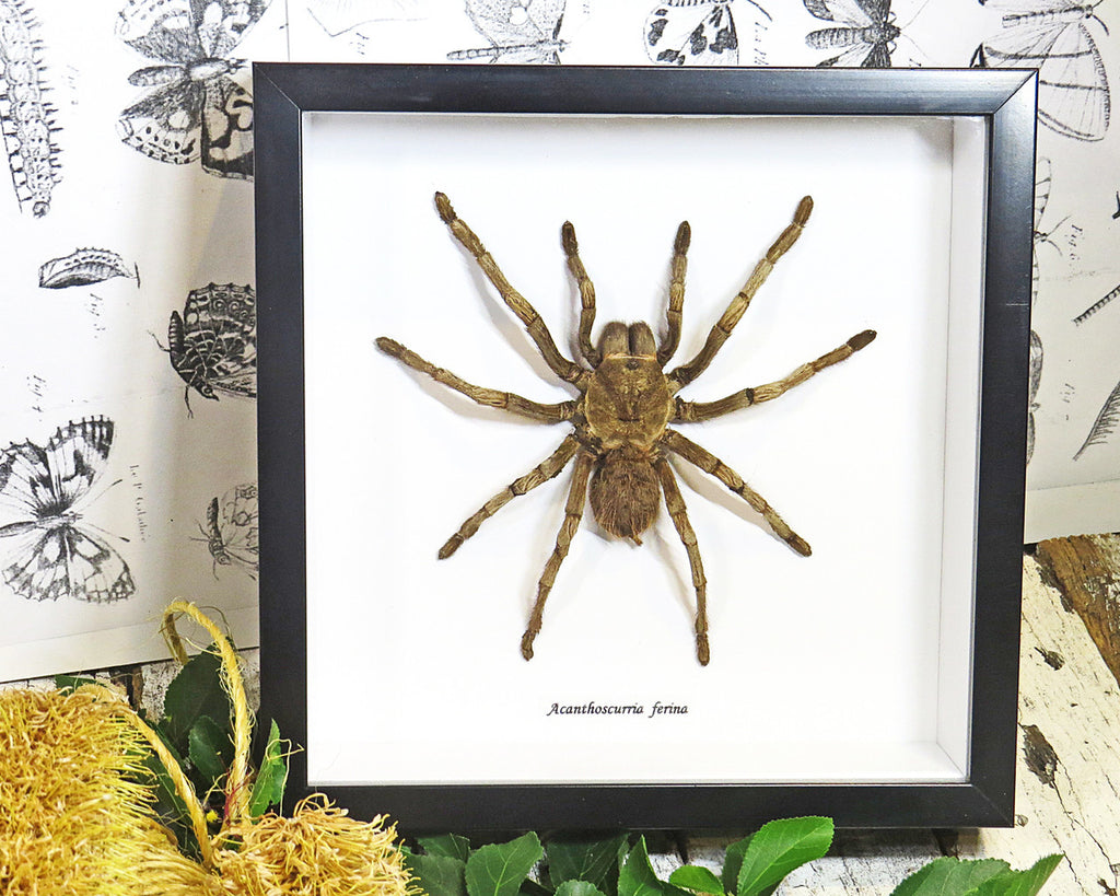Acanthoscurria ferina spider