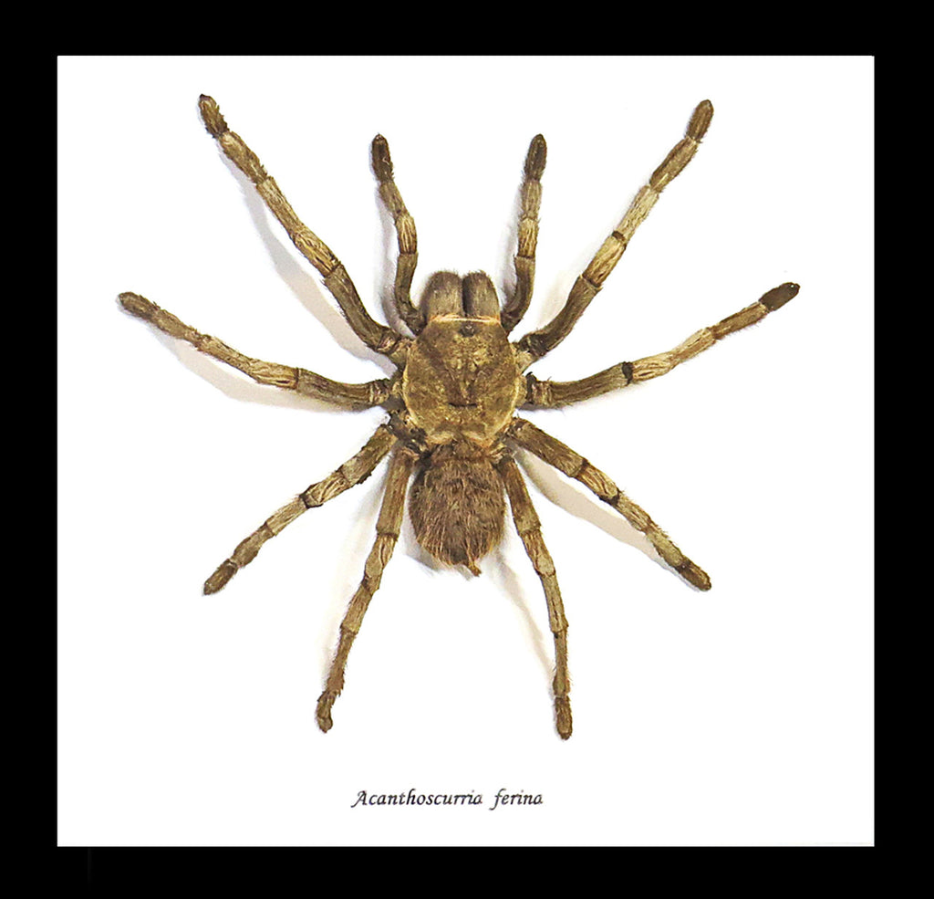 Acanthoscurria ferina # 14 ( special )