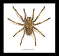 Acanthoscurria ferina # 14 ( special )