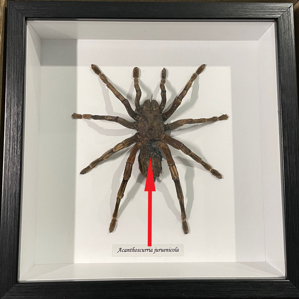 Acanthoscurria juruenicola  # 2A ( special )