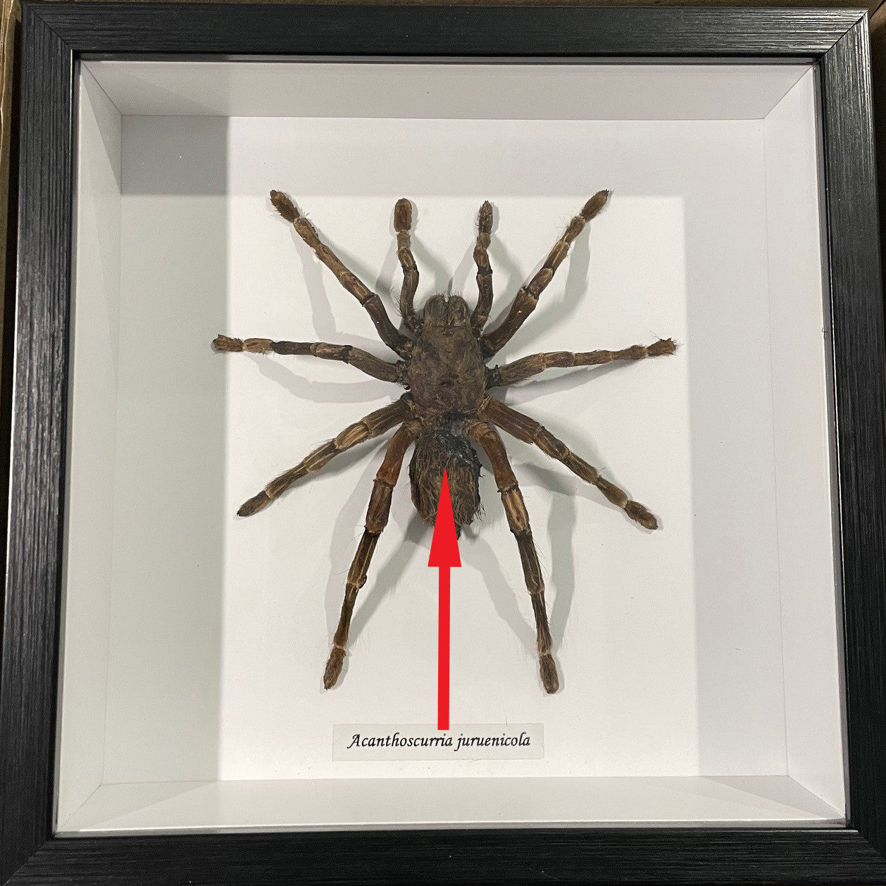 Acanthoscurria juruenicola  # 2A ( special )