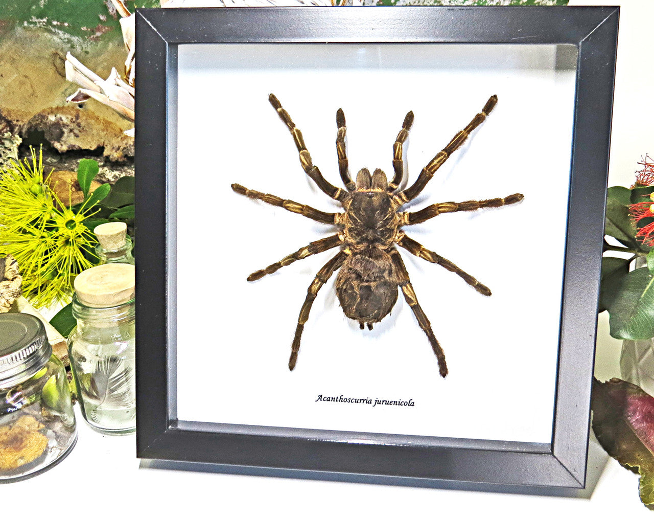 spider arachnid insect Acanthoscurria juruenicola  Bits & Bugs  