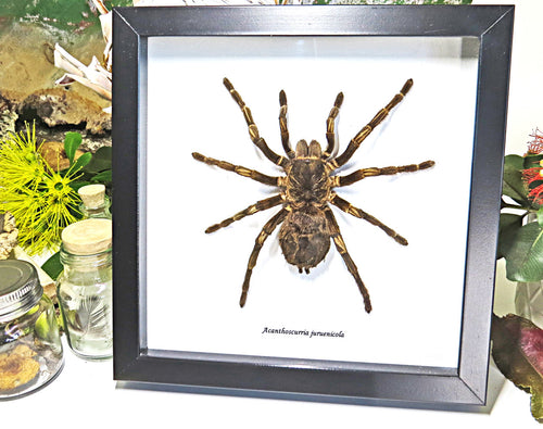 spider arachnid insect Acanthoscurria juruenicola  Bits & Bugs  