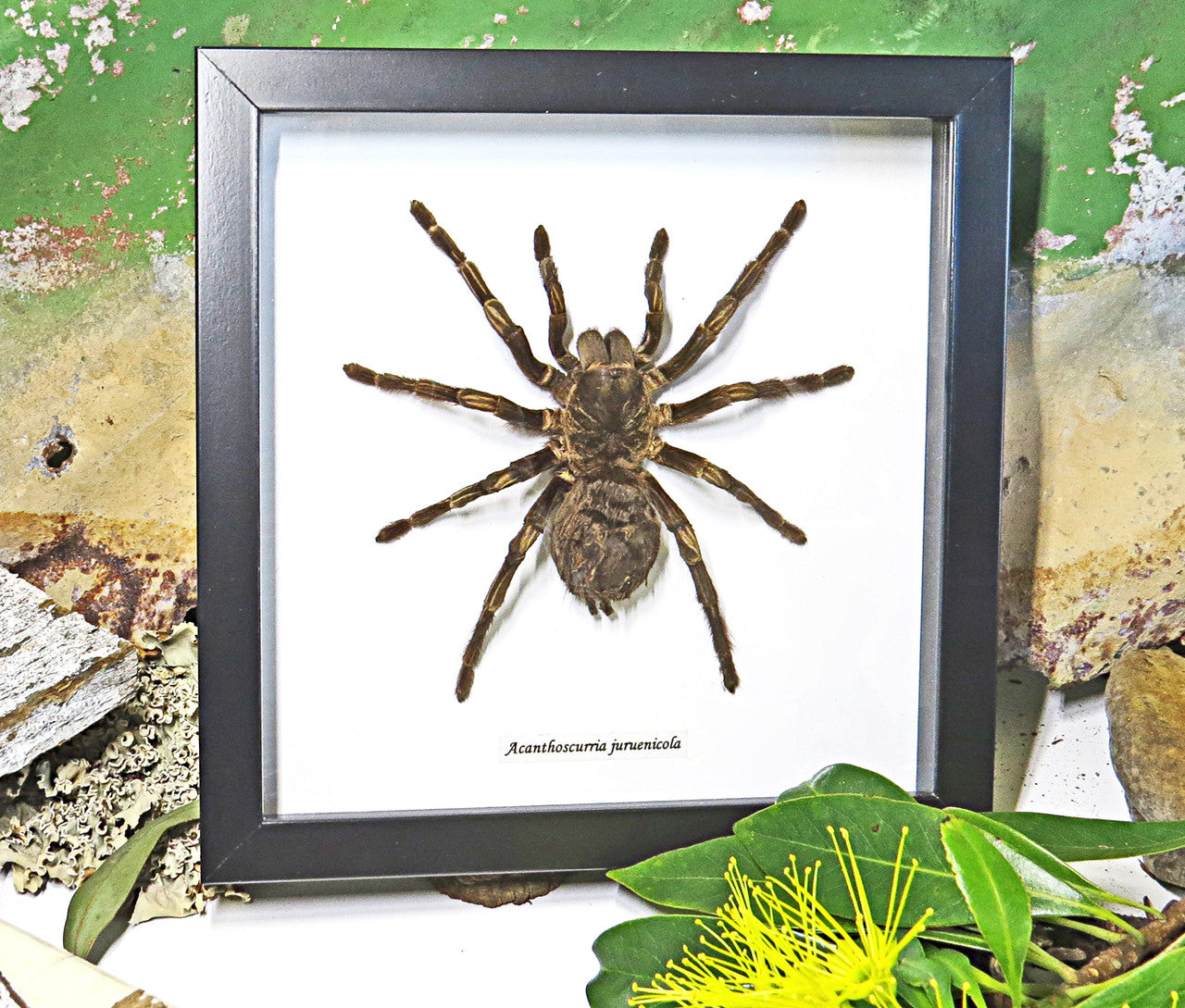 spider arachnid insect Acanthoscurria juruenicola  Bits & Bugs  