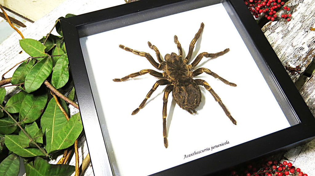 spider arachnid insect Acanthoscurria juruenicola  Bits & Bugs  