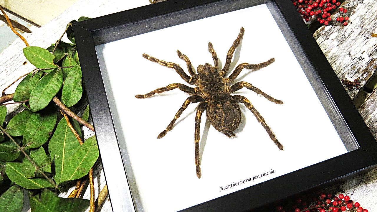 spider arachnid insect Acanthoscurria juruenicola  Bits & Bugs  