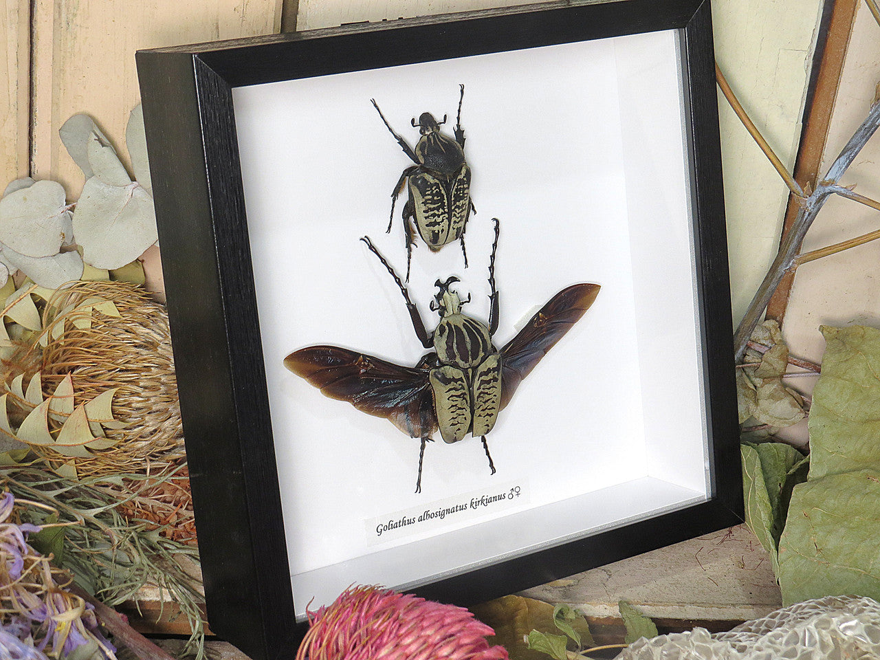 Goliath albosignatus kirkianus