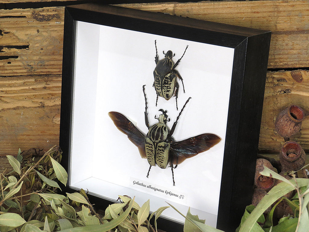 Goliath albosignatus kirkianus