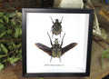 Goliath albosignatus kirkianus