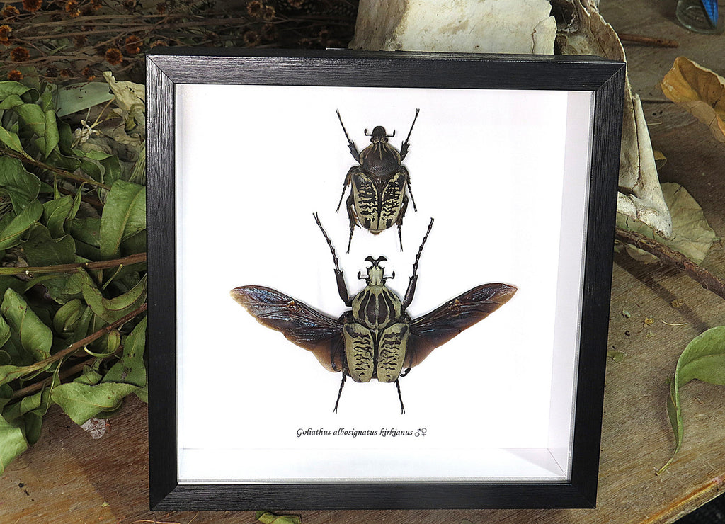 Goliath albosignatus kirkianus