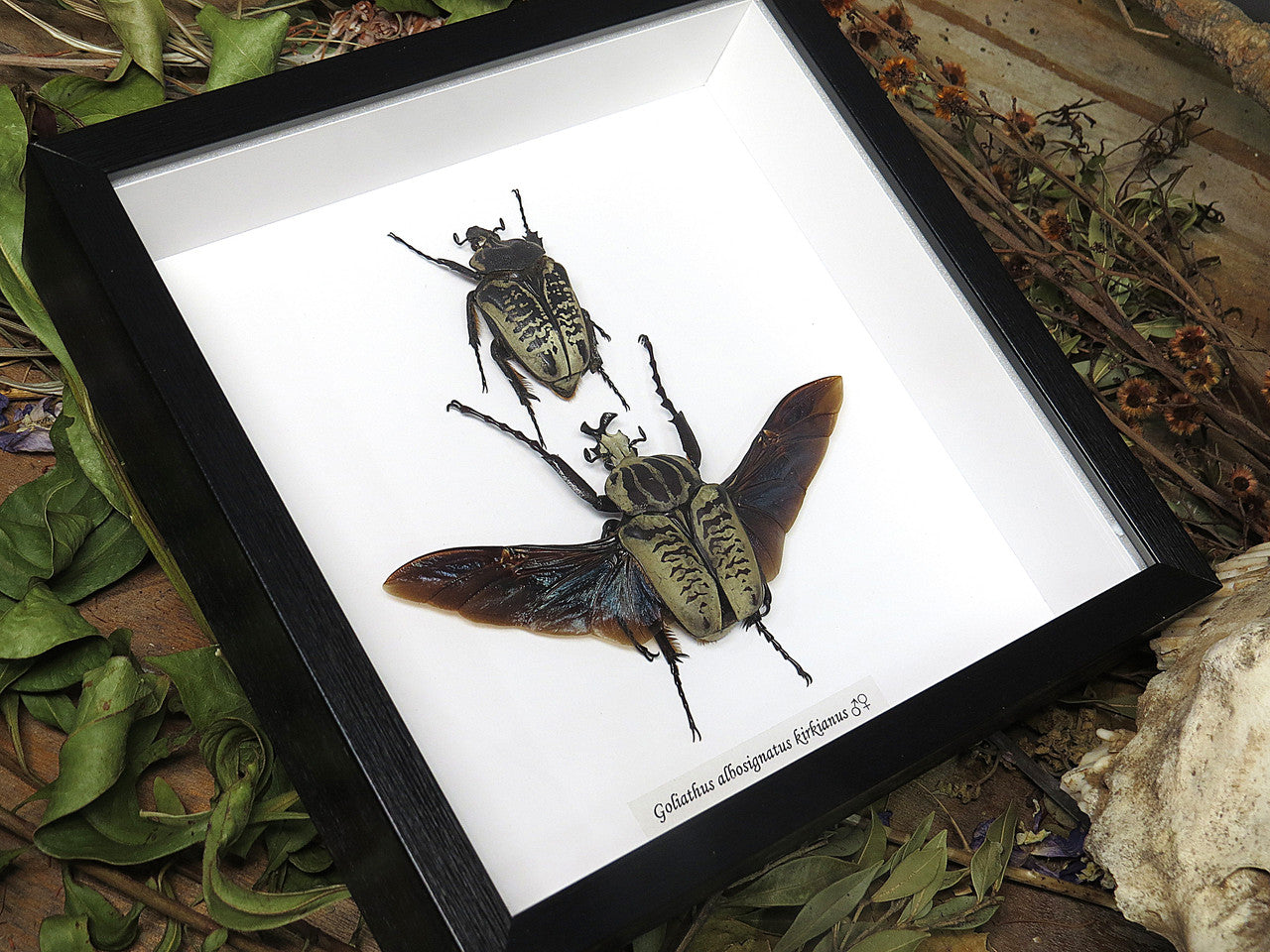 Goliath albosignatus kirkianus