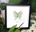 Actias luna
