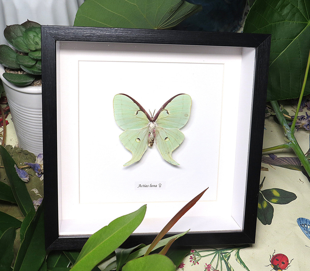 Actias luna