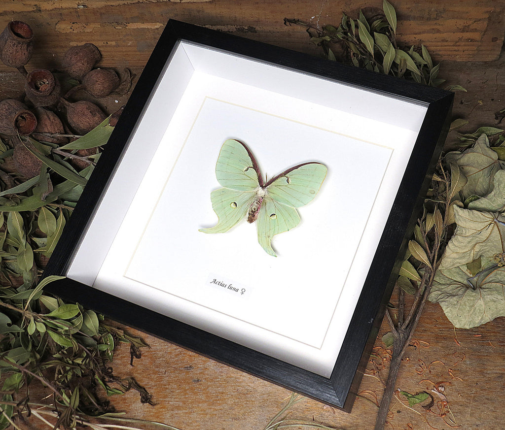 Actias luna