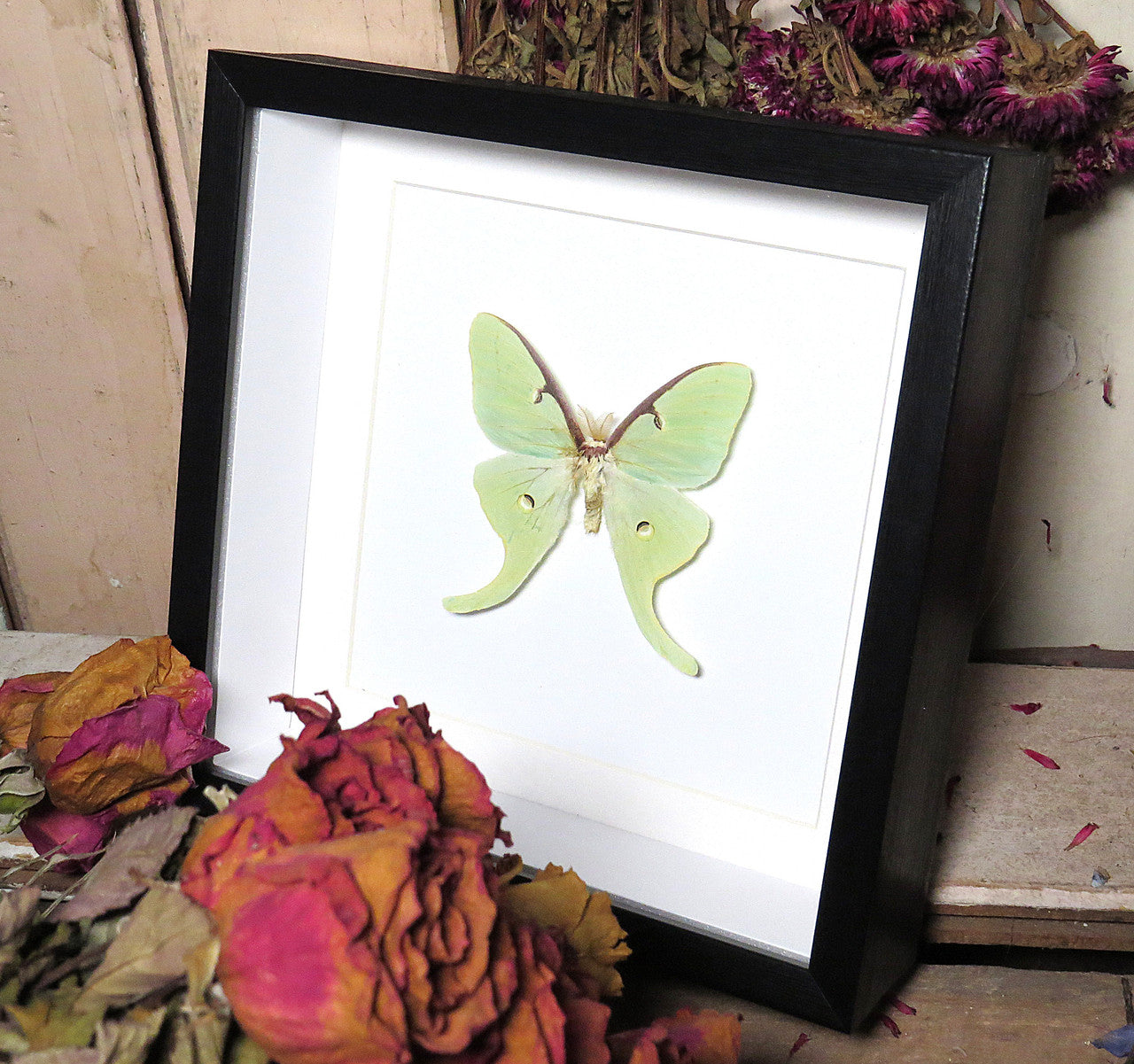 Actias luna male  # P ( special  )