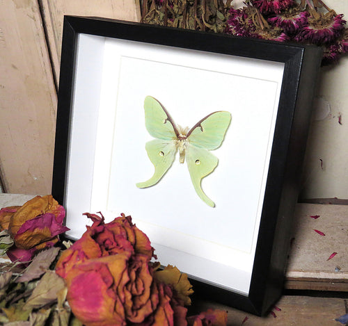 Actias luna male  # P ( special  )