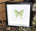Actias luna male  # P ( special  )