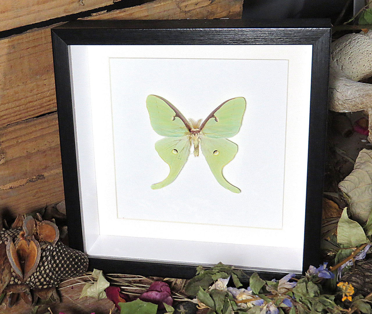 Actias luna male  # P ( special  )