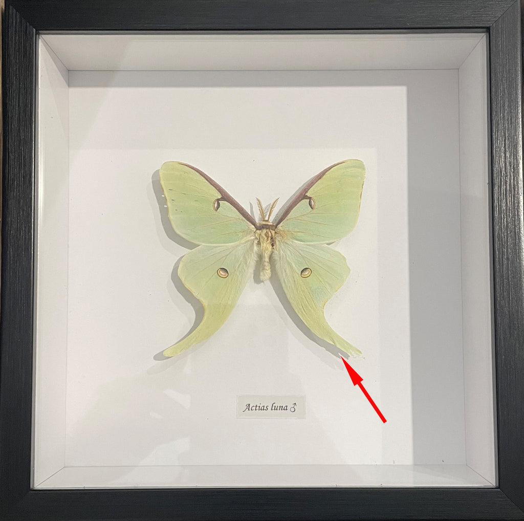 Actias luna male #N8 ( special )