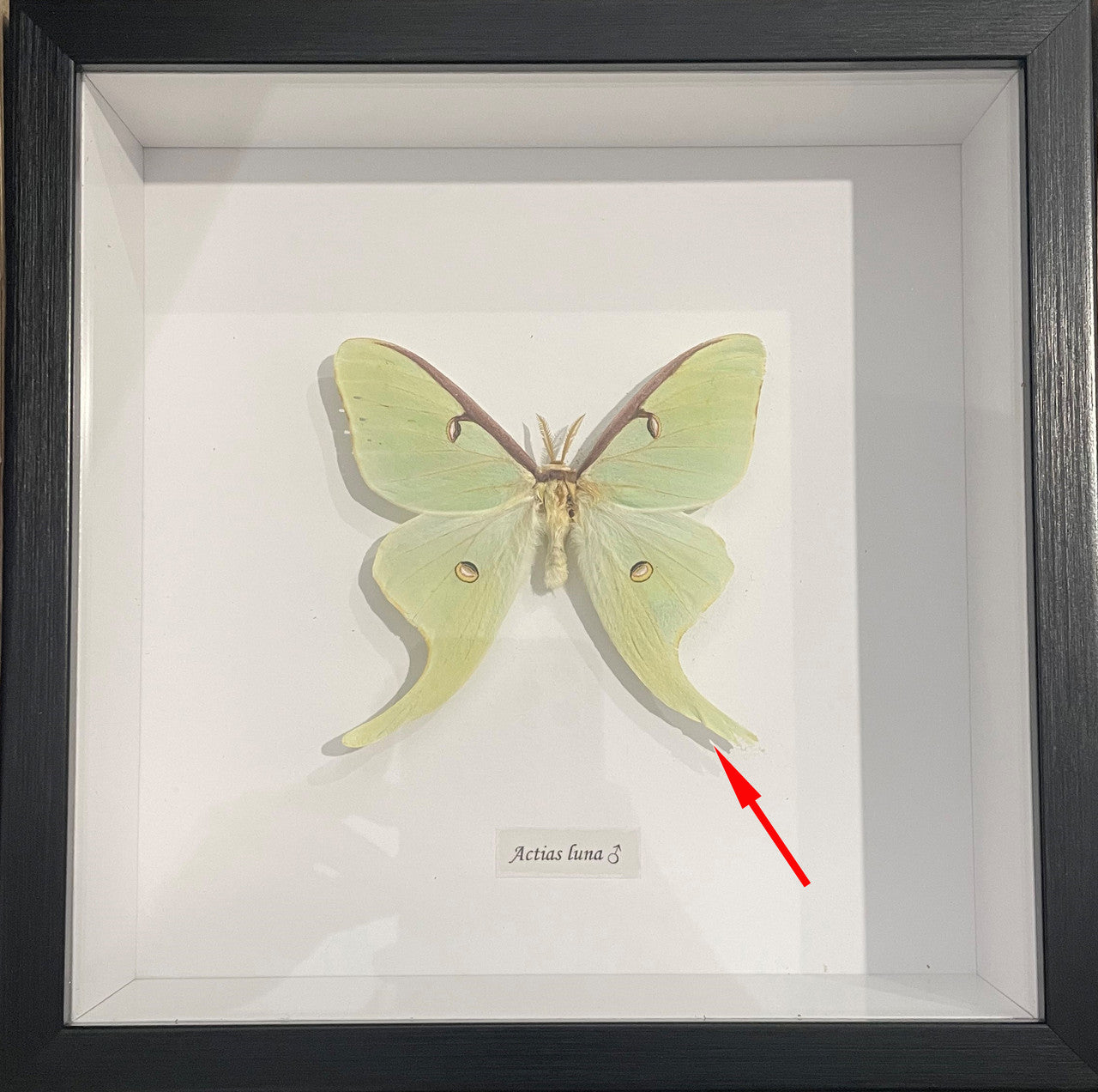 Actias luna male #N8 ( special )