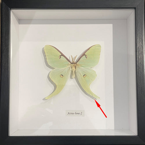 Actias luna male #N8 ( special )