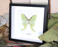 Actias luna 
