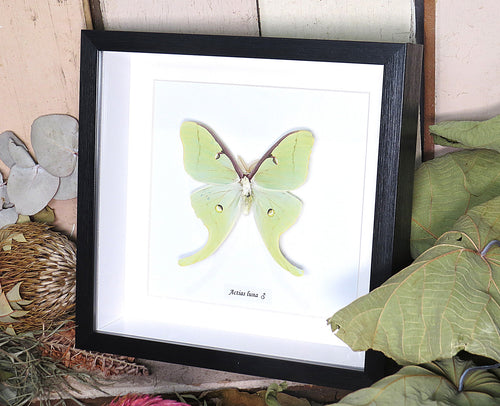 Actias luna 