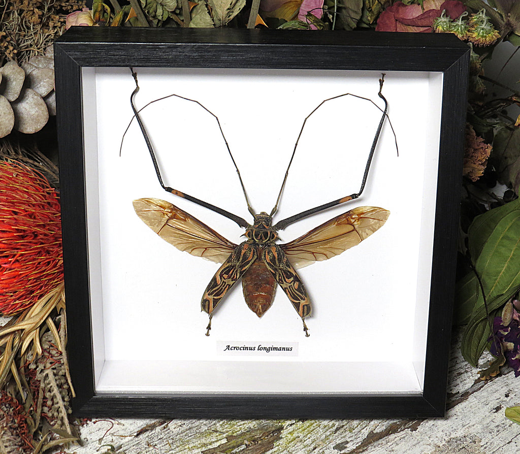 Acrocinus longimanus med open