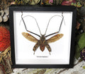 Acrocinus longimanus med open