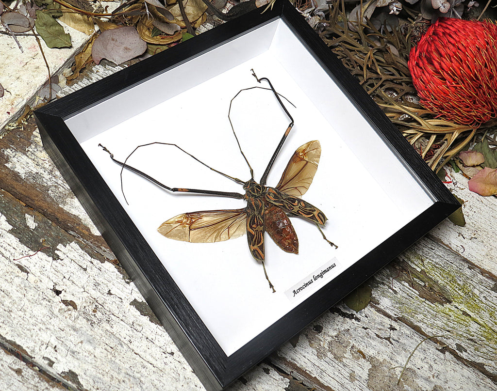 Acrocinus longimanus med open