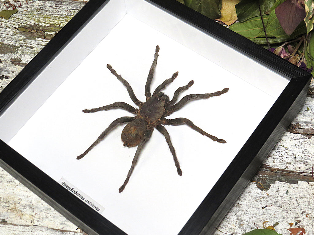 Pamphobeteus antinous