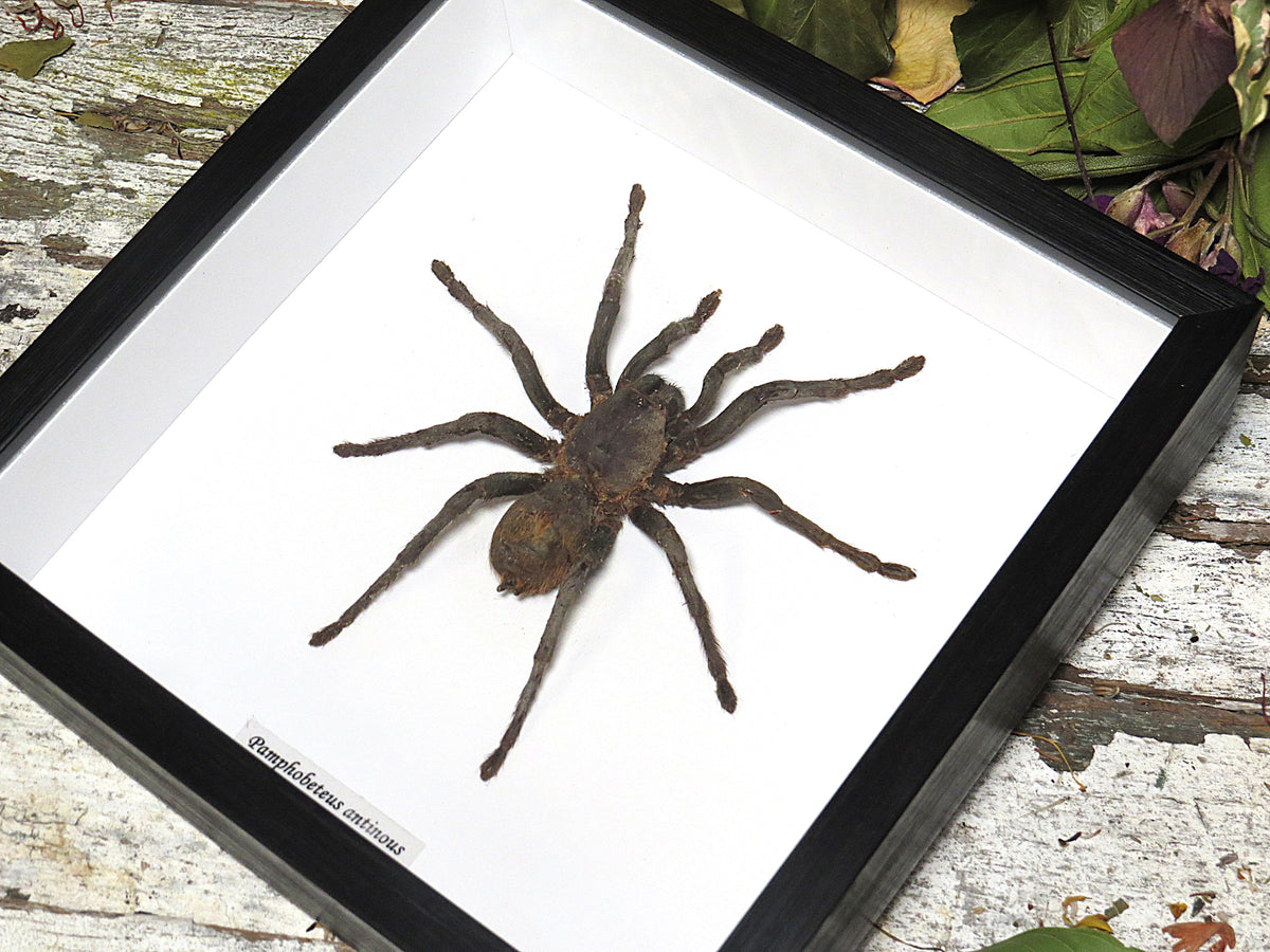 Pamphobeteus antinous