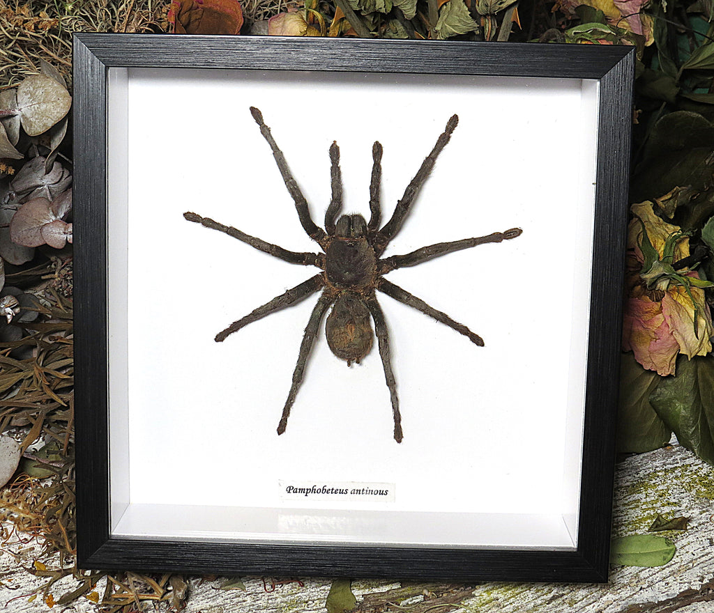 Pamphobeteus antinous
