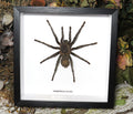 Pamphobeteus antinous