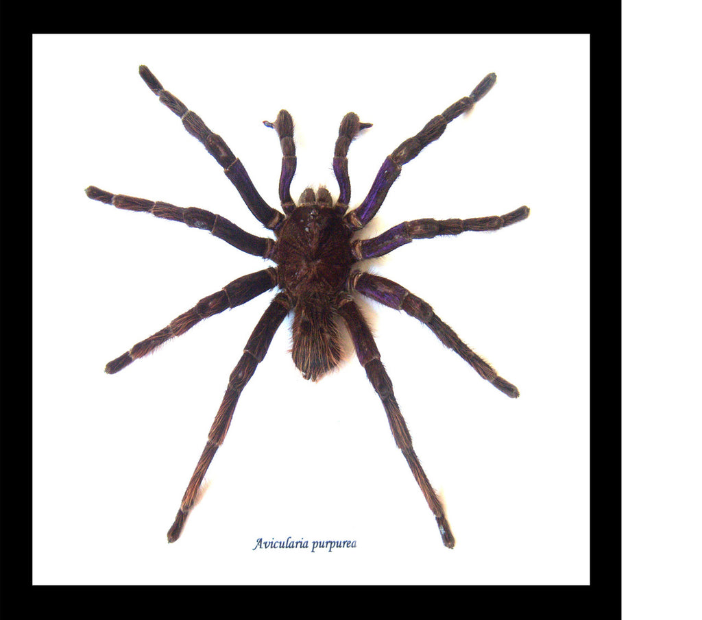 Pamphobeteus antinous