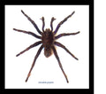 Pamphobeteus antinous