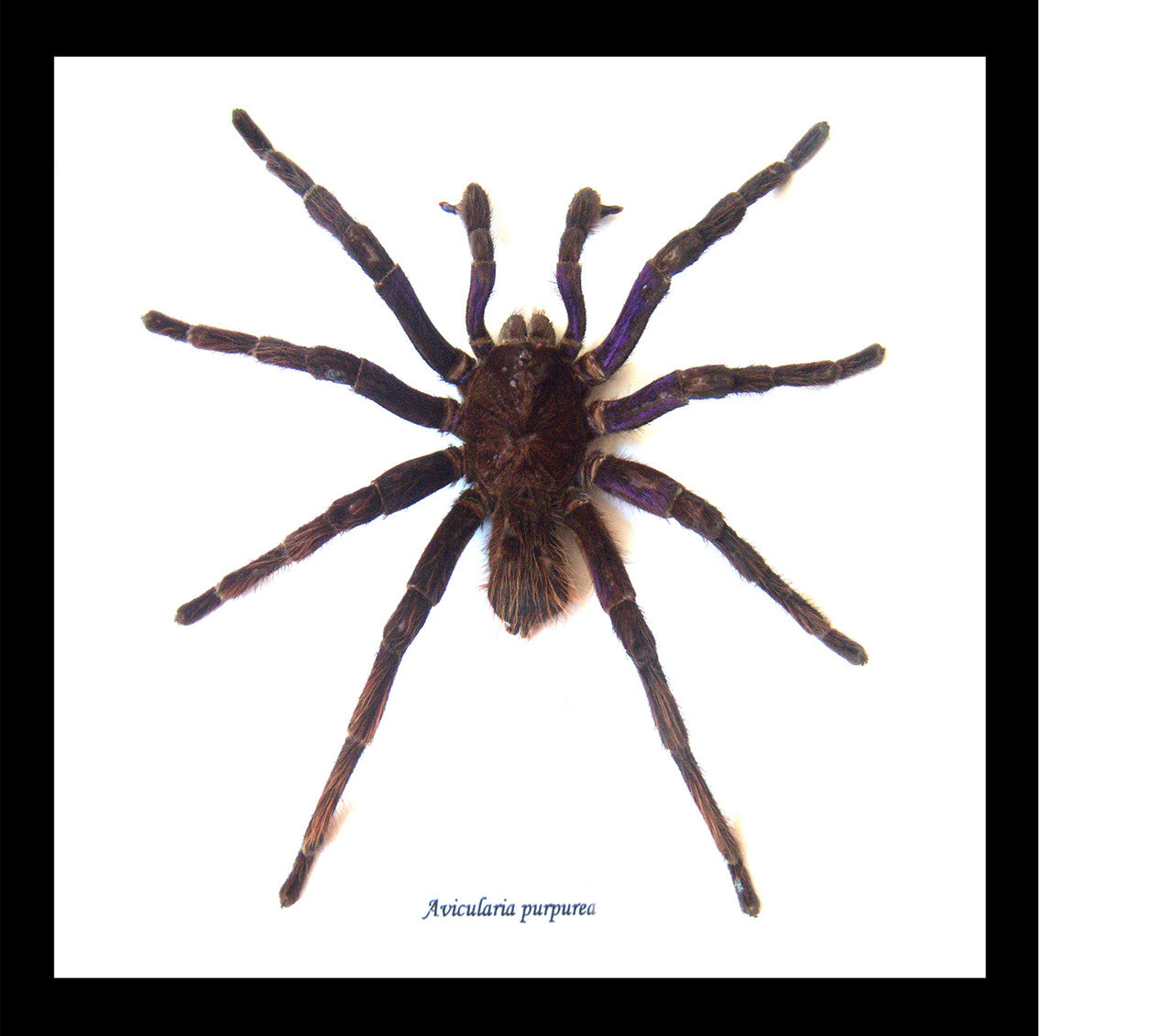 Pamphobeteus antinous