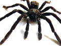 Pamphobeteus antinous
