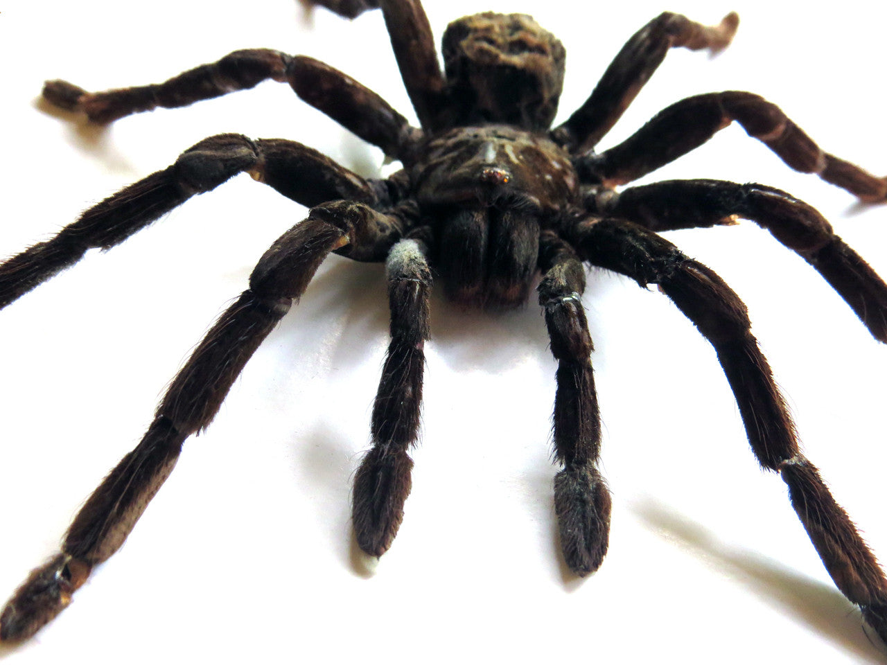 Pamphobeteus antinous