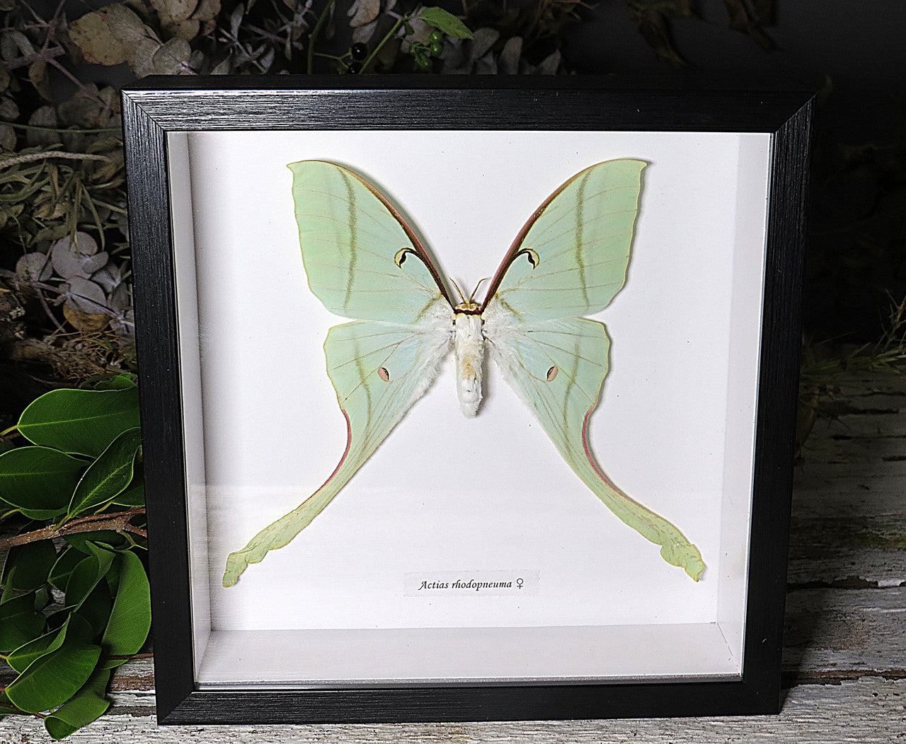 Actias rhodopneuma female