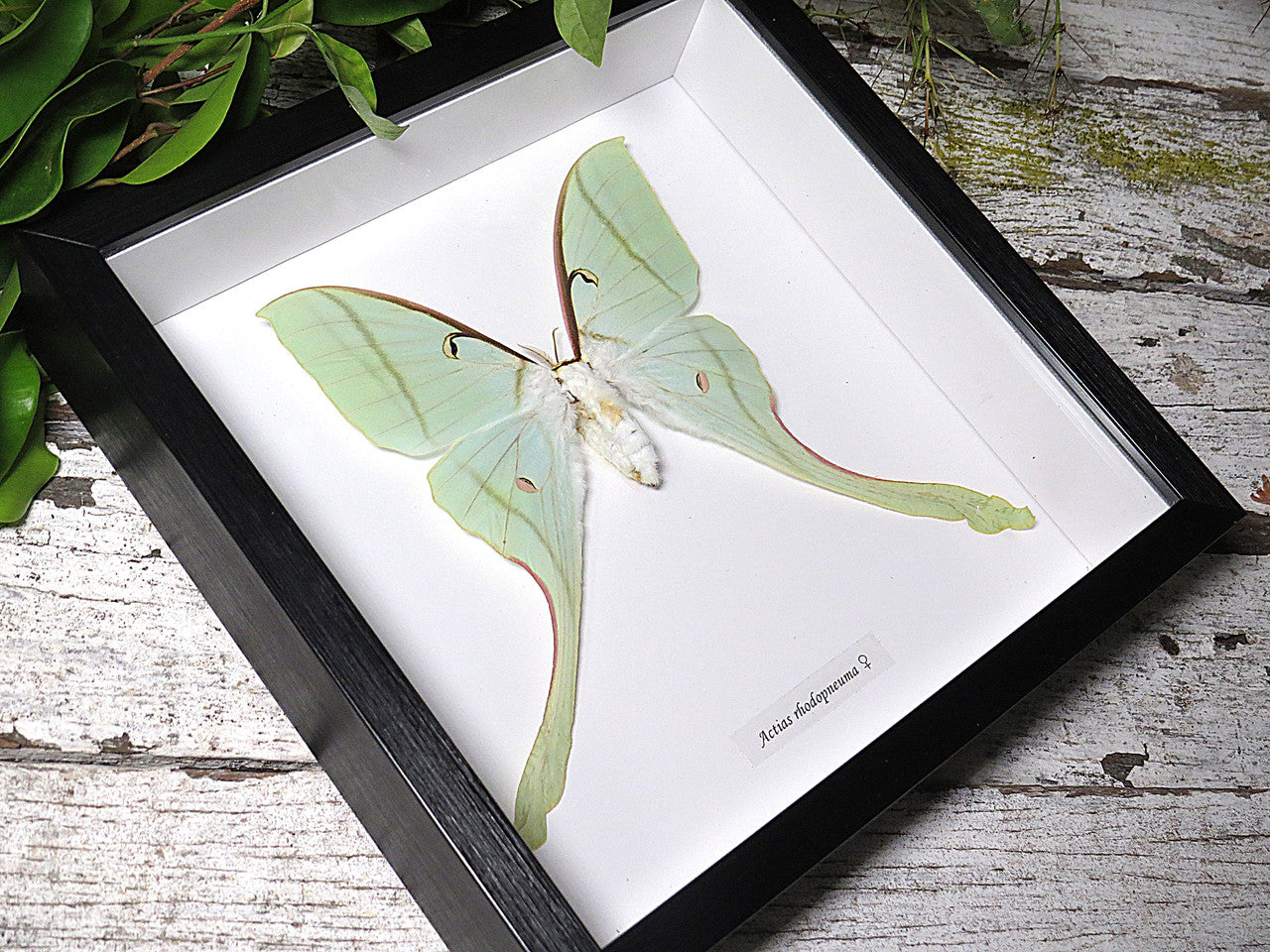 Actias rhodopneuma female