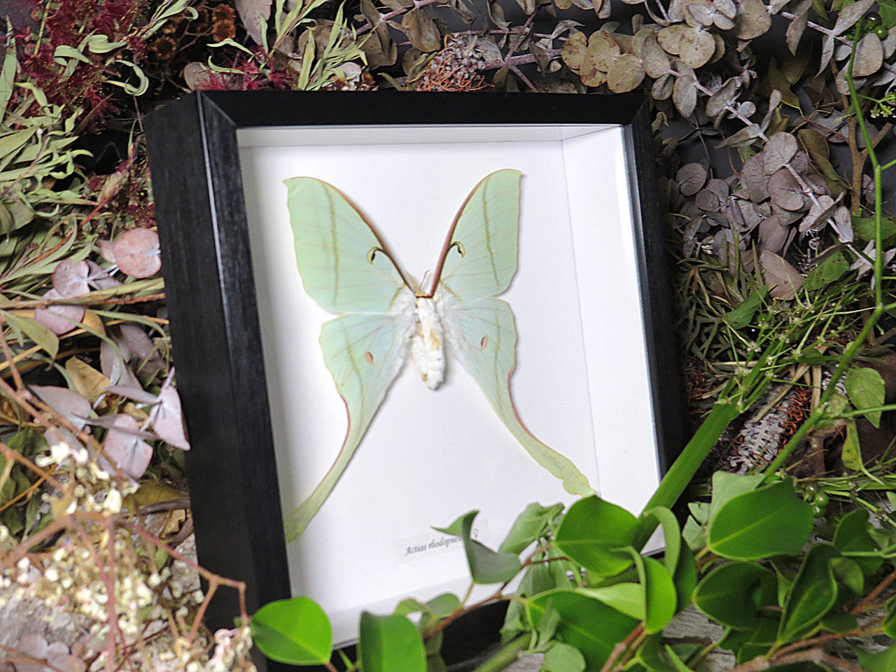 Actias rhodopneuma female