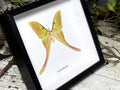Actias rhodopneuma