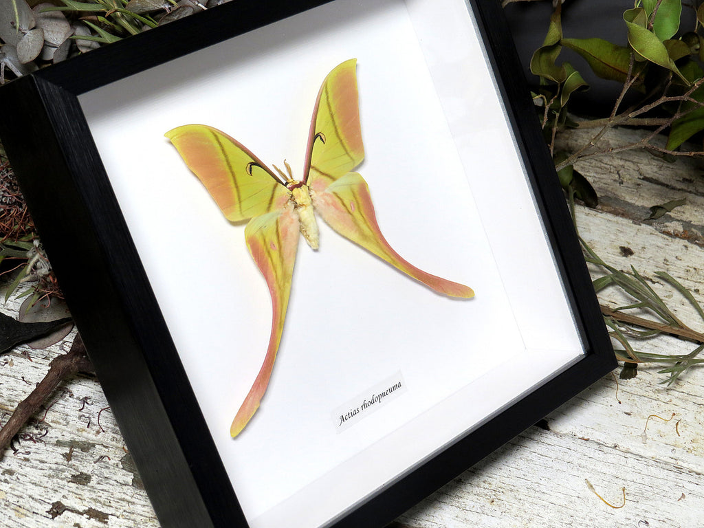 Actias rhodopneuma