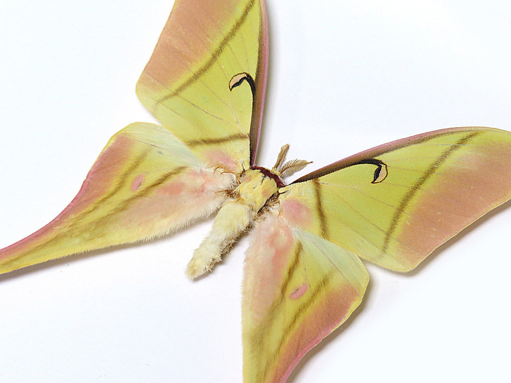 Actias rhodopneuma male