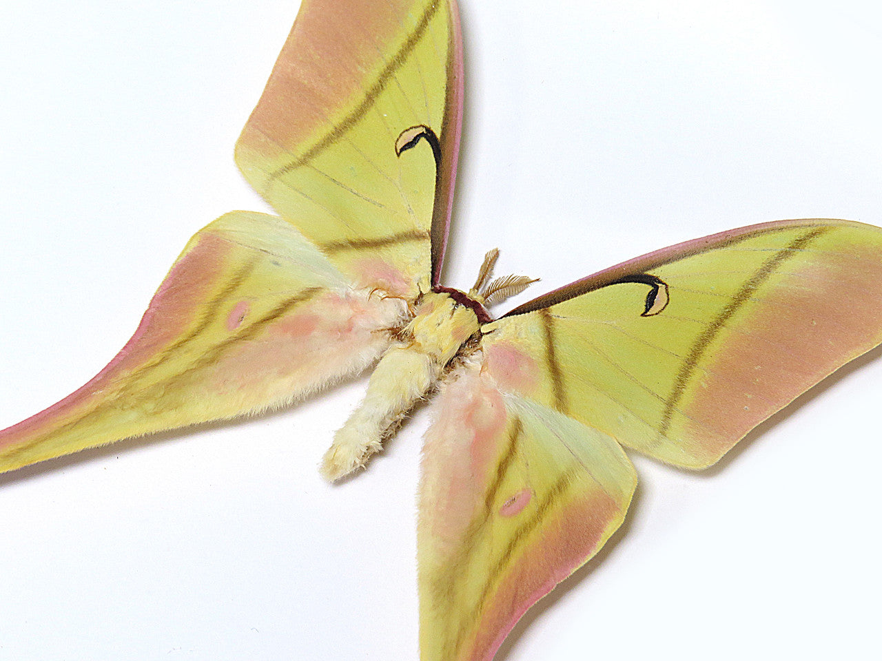 Actias rhodopneuma male