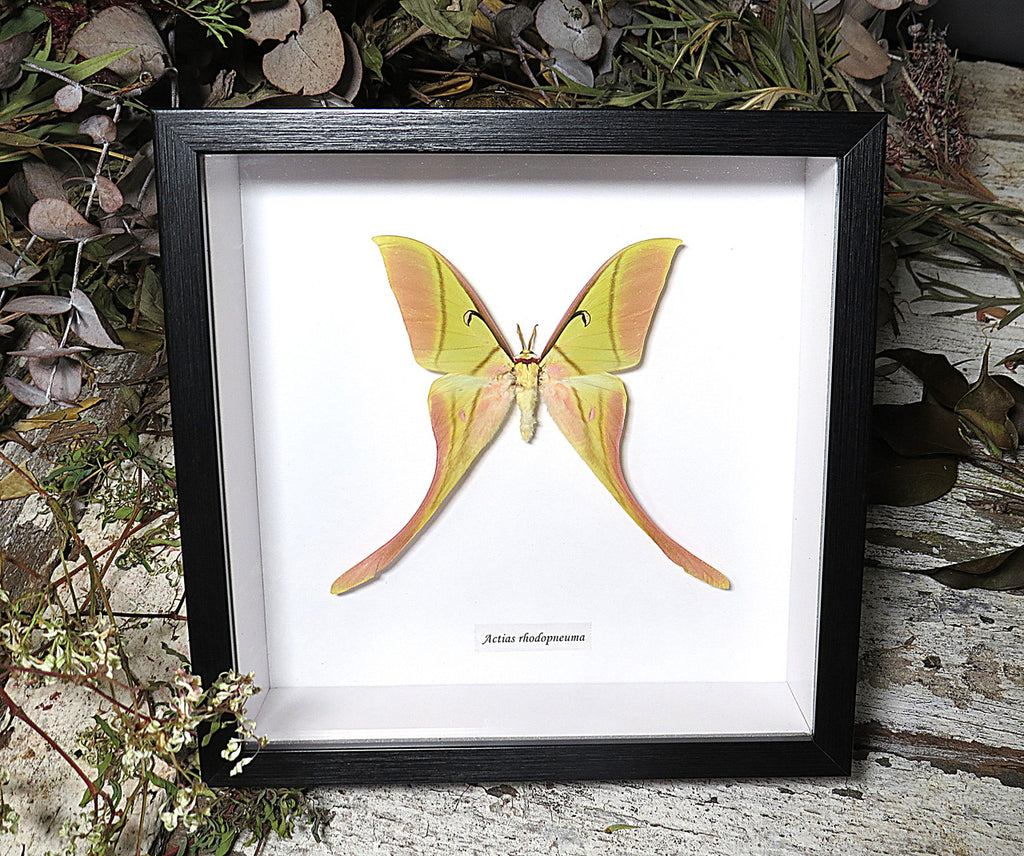Actias rhodopneuma