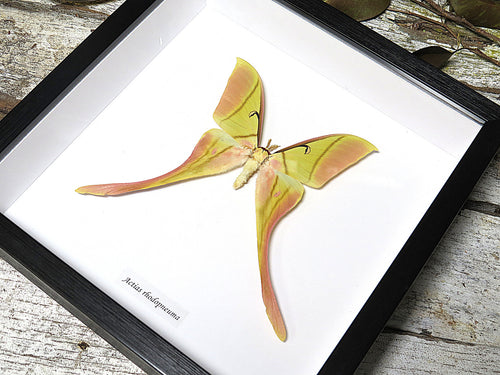 Actias rhodopneuma