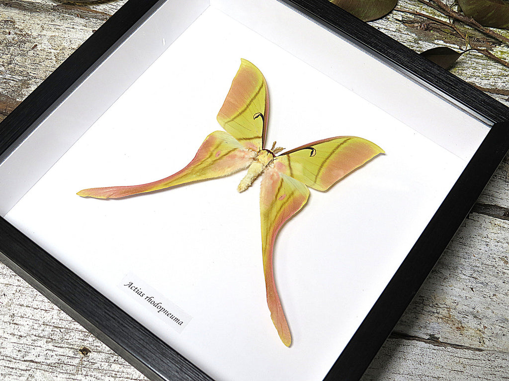 Actias rhodopneuma